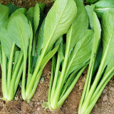 Little Shanghai F1 Bok Choy Seeds – Glossy Leaves, Fast Growing, Heat Tolerant & Disease Resistant