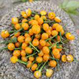 Aji Charapita