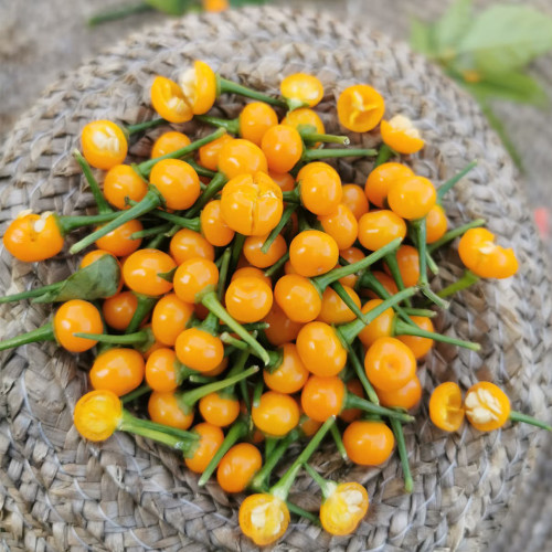Aji Charapita