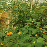 Aji Charapita