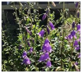 Rampion Bellflower Campanula Rapunculoides Perennial Wildflower Seeds
