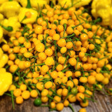 Aji Charapita