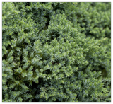 Japanese Juniper Mixed Seed Starter Tree