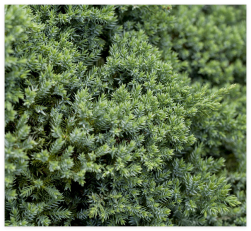Japanese Juniper Mixed Seed Starter Tree