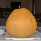 Extra Large Bottle Gourd Seeds - Sun-loving, easy to grow, versatile for crafts, decorations, and birdhouse making