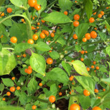 Aji Charapita