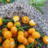 Aji Charapita