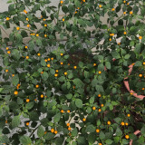 Aji Charapita