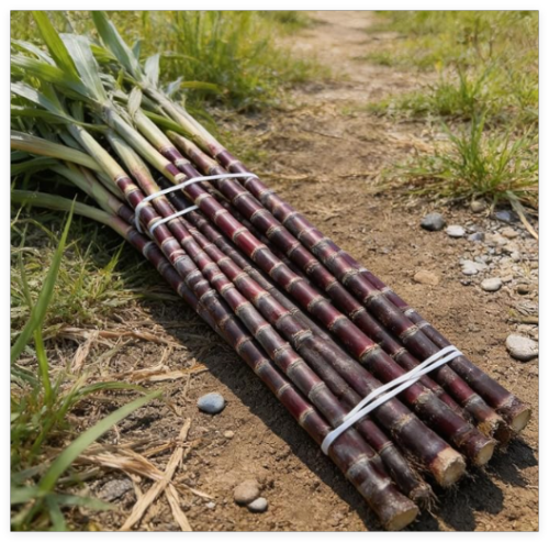 Sugar Cane Seeds Hardy Tropical Plant for Garden Yard