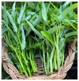 Kangkong Water Spinach Seeds Asian Morning Glory Leaf Vegetable