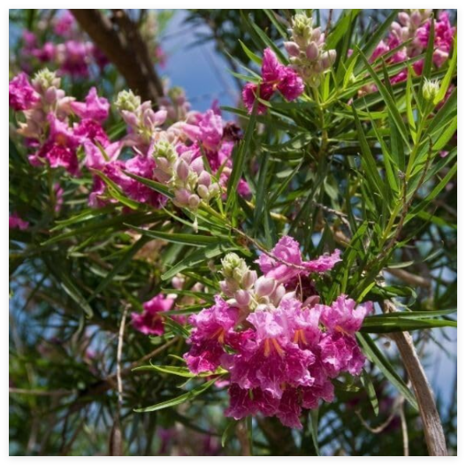 Desert Willow Seeds