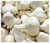 Elephant Garlic USA Grown Fresh Organic Large Jumbo Size Garlic Seeds Clove
