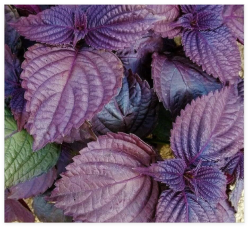 Beef Steak Plant (Perilla Frutescens) Seeds