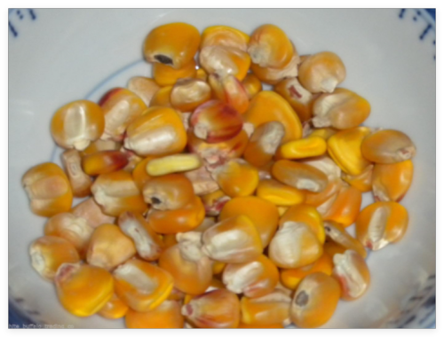 Non-GMO Hickory King Yellow Dent Corn Seed Huge Seeds Fresh or cornmeal