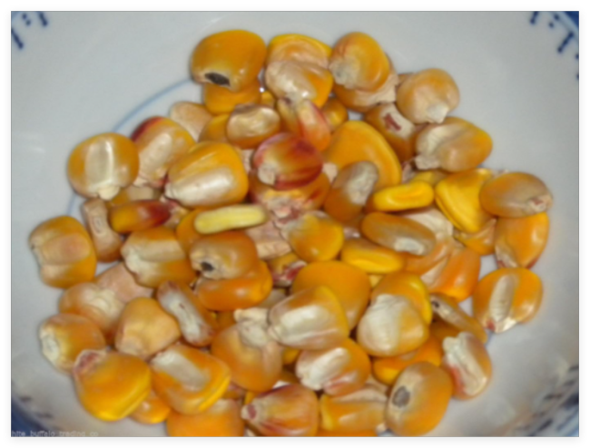 Non-GMO Hickory King Yellow Dent Corn Seed Huge Seeds Fresh or cornmeal
