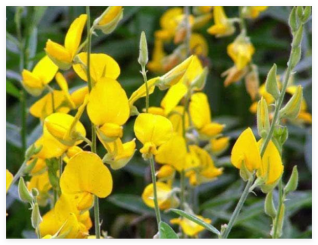 Crotalaria juncea | Sunn Hemp | Seeds