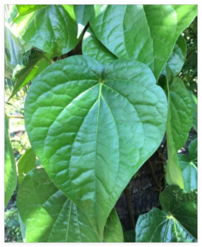Piper Betel Betel Leaf Herb Seeds