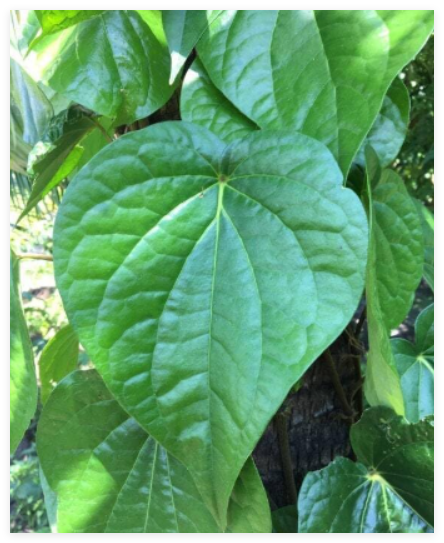 Piper Betel Betel Leaf Herb Seeds