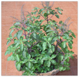 Ocimum Sanctum Seeds, Tulsi Holy Basil Culinary Therapeutic Herb