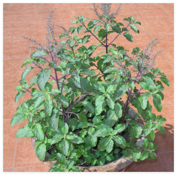Ocimum Sanctum Seeds, Tulsi Holy Basil Culinary Therapeutic Herb