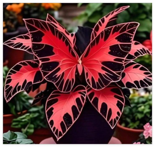 Butterfly Lily Seeds for Courtyard Planting, Drought-Resistant, Cold