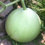 Edible Bottle Gourd Seeds – High-yielding, easy to grow, delicious flavor, perfect for home gardening
