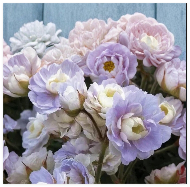 Summer Skies Geranium Seeds Pelargonium Flower Seeds for Patio & Garden Planting