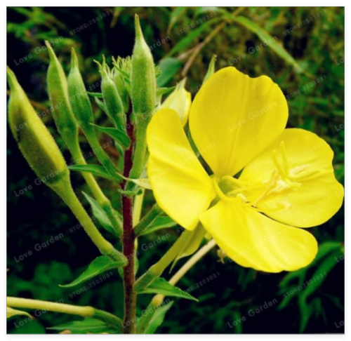 Oenothera biennis Seed Yellow Evening Primrose Can Extraction of Essential Oil Aromatic