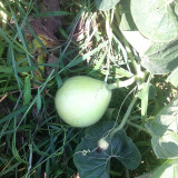 Edible Bottle Gourd Seeds – High-yielding, easy to grow, delicious flavor, perfect for home gardening