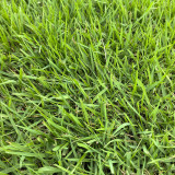 Chinese Zoysia Grass Coated Seeds | Low Maintenance, Trample Resistant Turf for Sports & Erosion Control