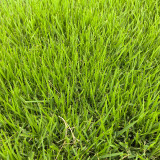 Chinese Zoysia Grass Coated Seeds | Low Maintenance, Trample Resistant Turf for Sports & Erosion Control