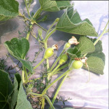 Edible Bottle Gourd Seeds – High-yielding, easy to grow, delicious flavor, perfect for home gardening