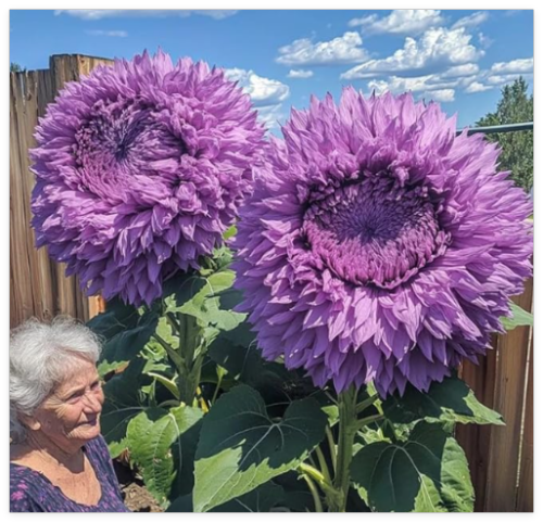Rare Purple Enchanting Giant Bear Sunflower Seeds