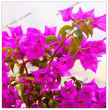 Blooming Rare Bougainvillea Spectabilis Willd Seed Plant garden (Color: 9)