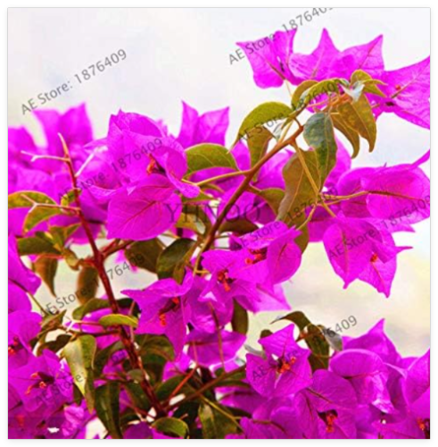 Blooming Rare Bougainvillea Spectabilis Willd Seed Plant garden (Color: 9)