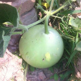 Edible Bottle Gourd Seeds – High-yielding, easy to grow, delicious flavor, perfect for home gardening
