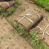 Chinese Zoysia Grass Coated Seeds | Low Maintenance, Trample Resistant Turf for Sports & Erosion Control