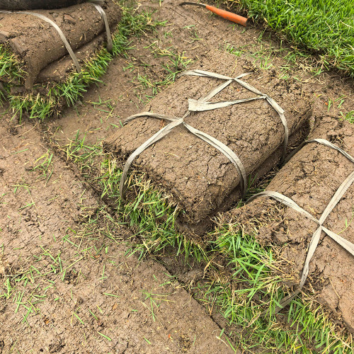 Chinese Zoysia Grass Coated Seeds | Low Maintenance, Trample Resistant Turf for Sports & Erosion Control