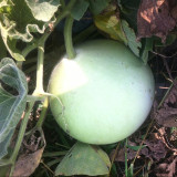 Edible Bottle Gourd Seeds – High-yielding, easy to grow, delicious flavor, perfect for home gardening
