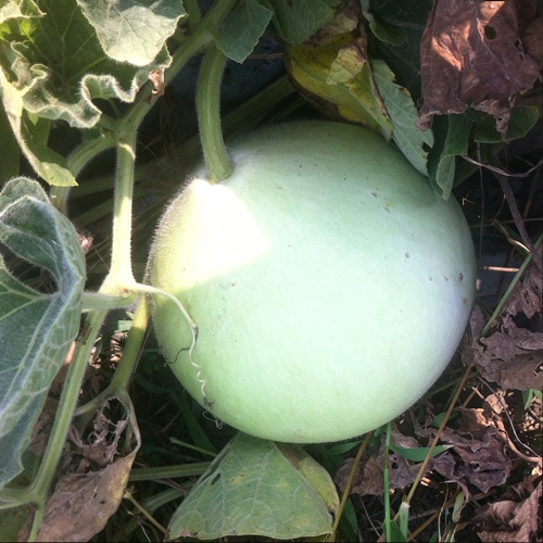 Edible Bottle Gourd Seeds – High-yielding, easy to grow, delicious flavor, perfect for home gardening