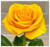 Yellow Rose Symbol of Friendship Perennial Rosa Bush Shrub Striking