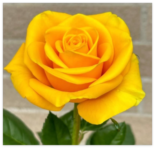 Yellow Rose Symbol of Friendship Perennial Rosa Bush Shrub Striking