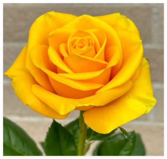 Yellow Rose Symbol of Friendship Perennial Rosa Bush Shrub Striking