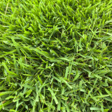 Chinese Zoysia Grass Coated Seeds | Low Maintenance, Trample Resistant Turf for Sports & Erosion Control