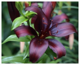 Queen of THE Night Black Asiatic Lily Live Flower Bulb * Beautiful Perennial