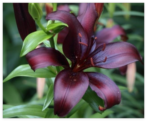 Queen of THE Night Black Asiatic Lily Live Flower Bulb * Beautiful Perennial