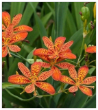 Organic BlackBerry Leopard Lily Seeds Perennial Beautiful Orange Flowers Rare