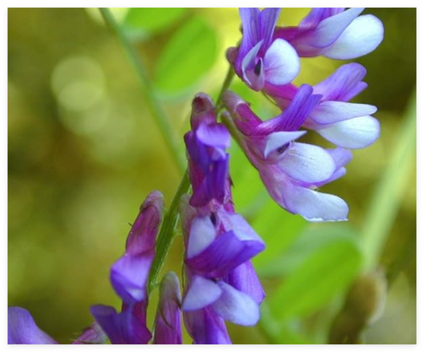 Seeds Hairy Vetch Seeds,Used As a Cover Crop, Green Manure, Pasture, Silage