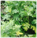 Yomogi Mugwort Seeds - Japanese Kui Ho Seeds