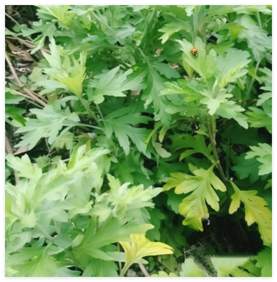 Yomogi Mugwort Seeds - Japanese Kui Ho Seeds